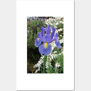 Blue Iris Flowers and Daisies Posters and Art